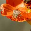 2020 April Unknown Bug on Globemallow along the Arizona Trail in Oracle State Park