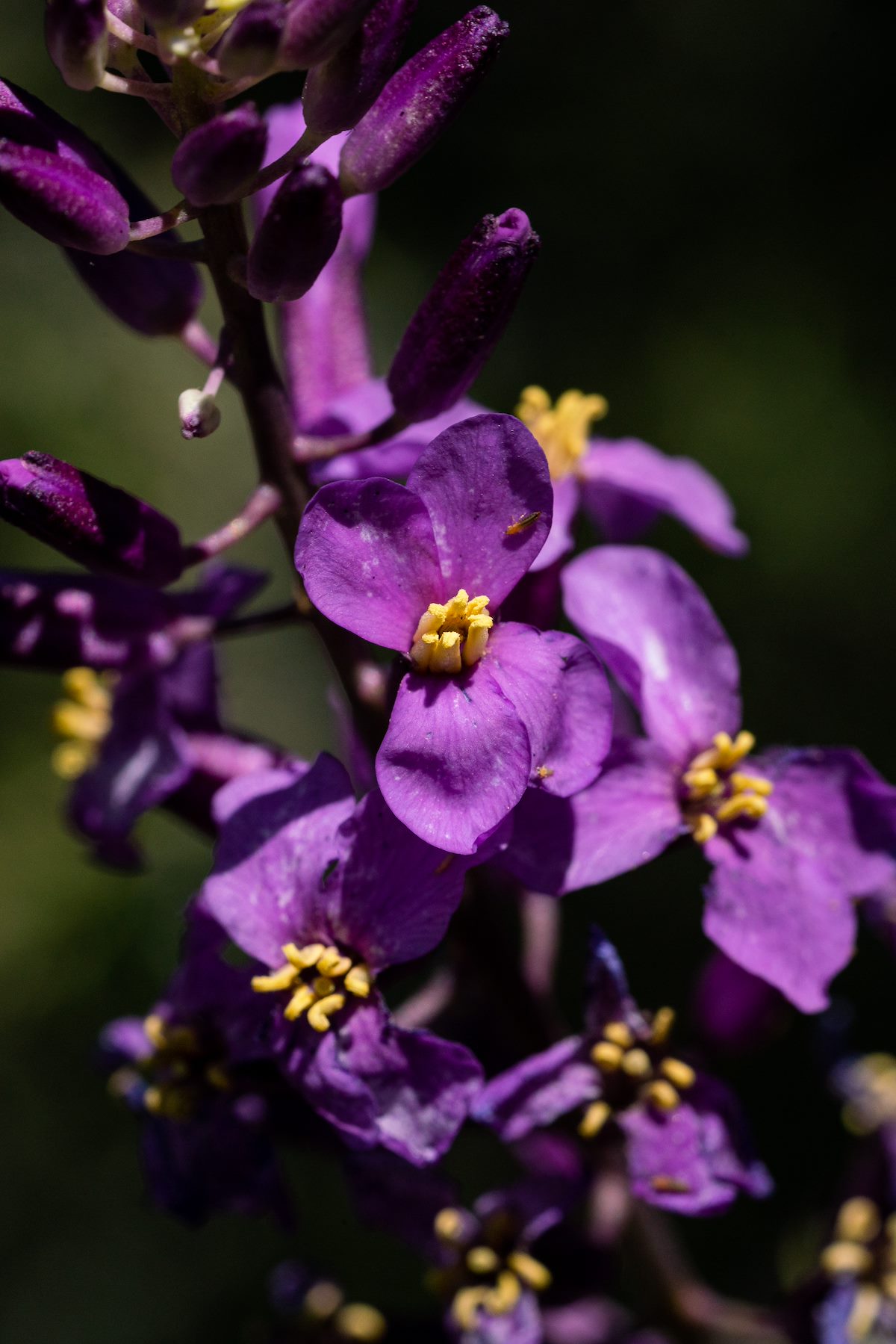 2020 April Wallflowers in Oracle State Park