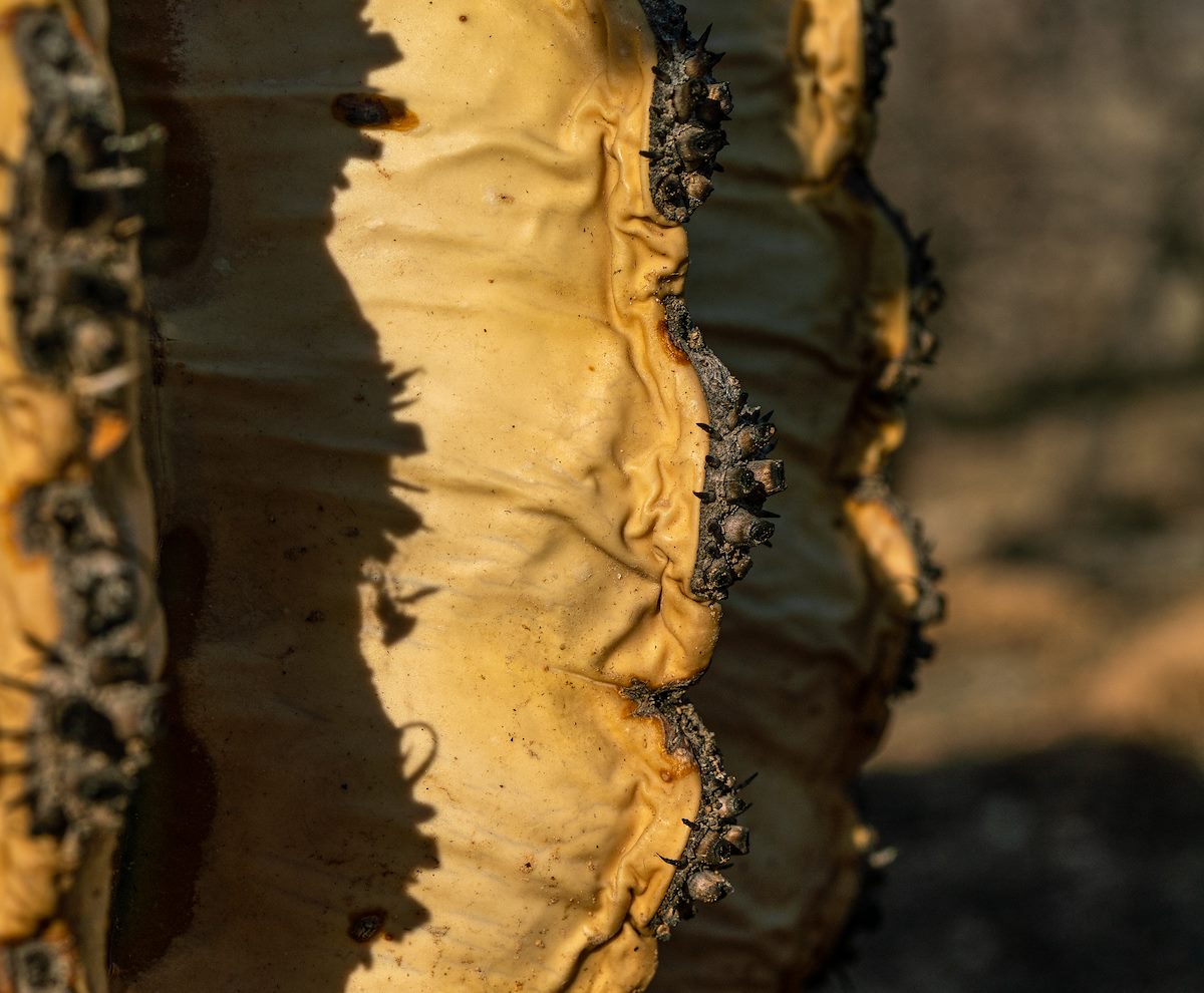 2020 August Barrel with the Spines burned off by the Bighorn Fire