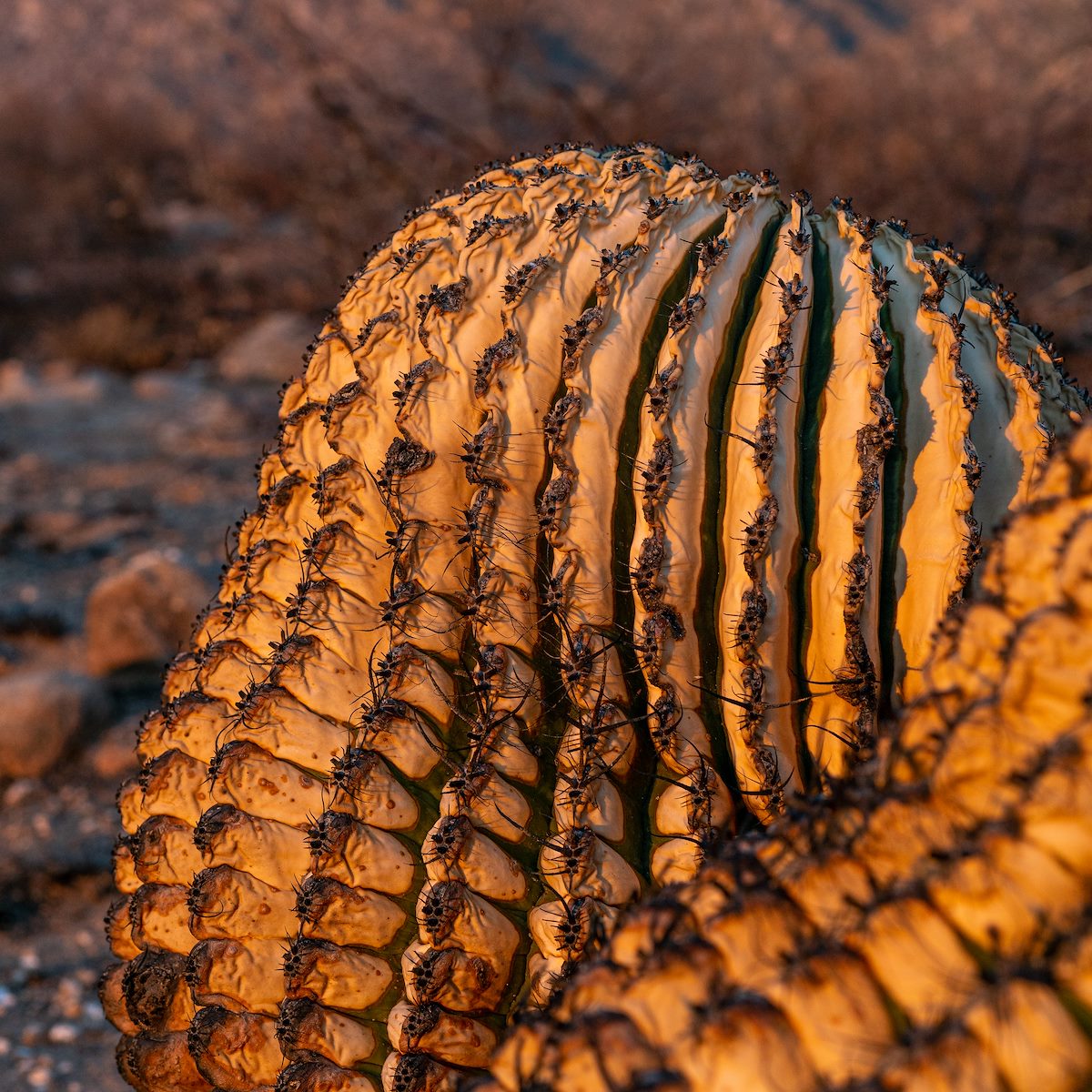 2020 August Barrels burned in the Bighorn Fire in the Sunset