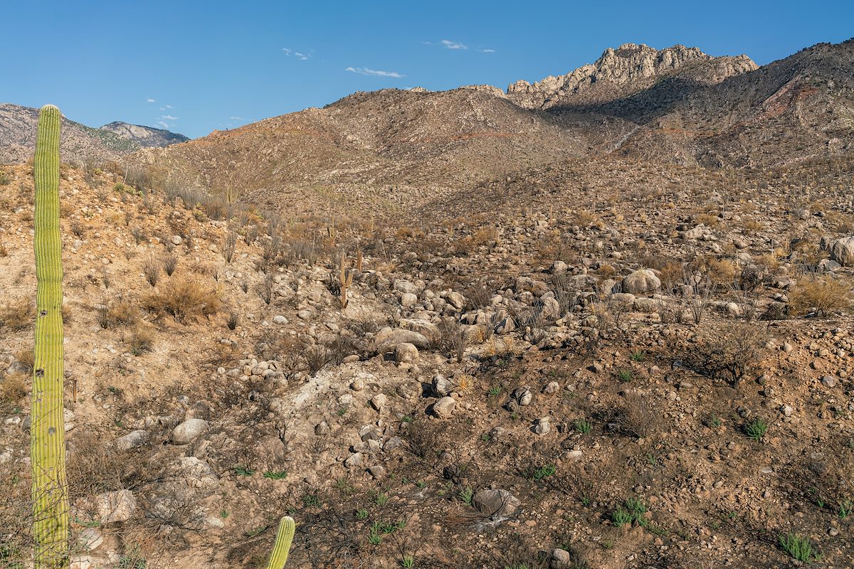 2020 August Bighorn Fire Burn in Catalina State Park
