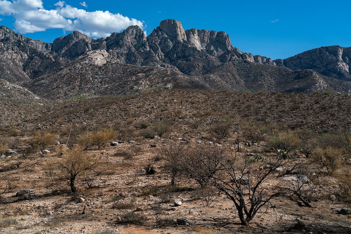 2020 August Bighorn Fire Scar in Catalina State Park with Pusch Ridge in the Background