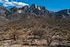 2020 August Bighorn Fire Scar in Catalina State Park with Pusch Ridge in the Background