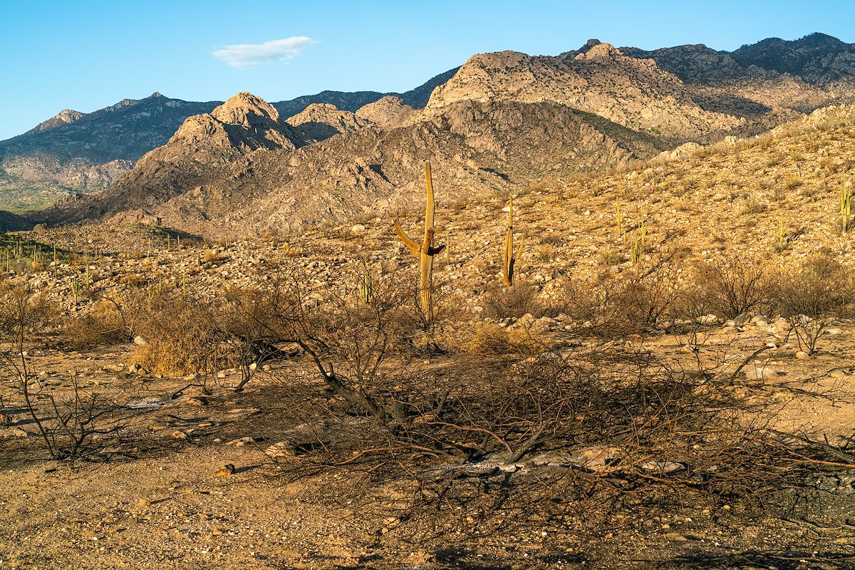 2020 August Bighorn Fire Scar near the Birding Trail in Catalina State Park