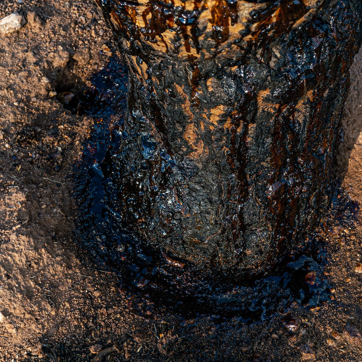 2020 August Bottom of a Burned Saguaro