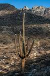 2020 August Browned Saguaro in the Bighorn Fire Area above the Alamo Canyon Loop Trail