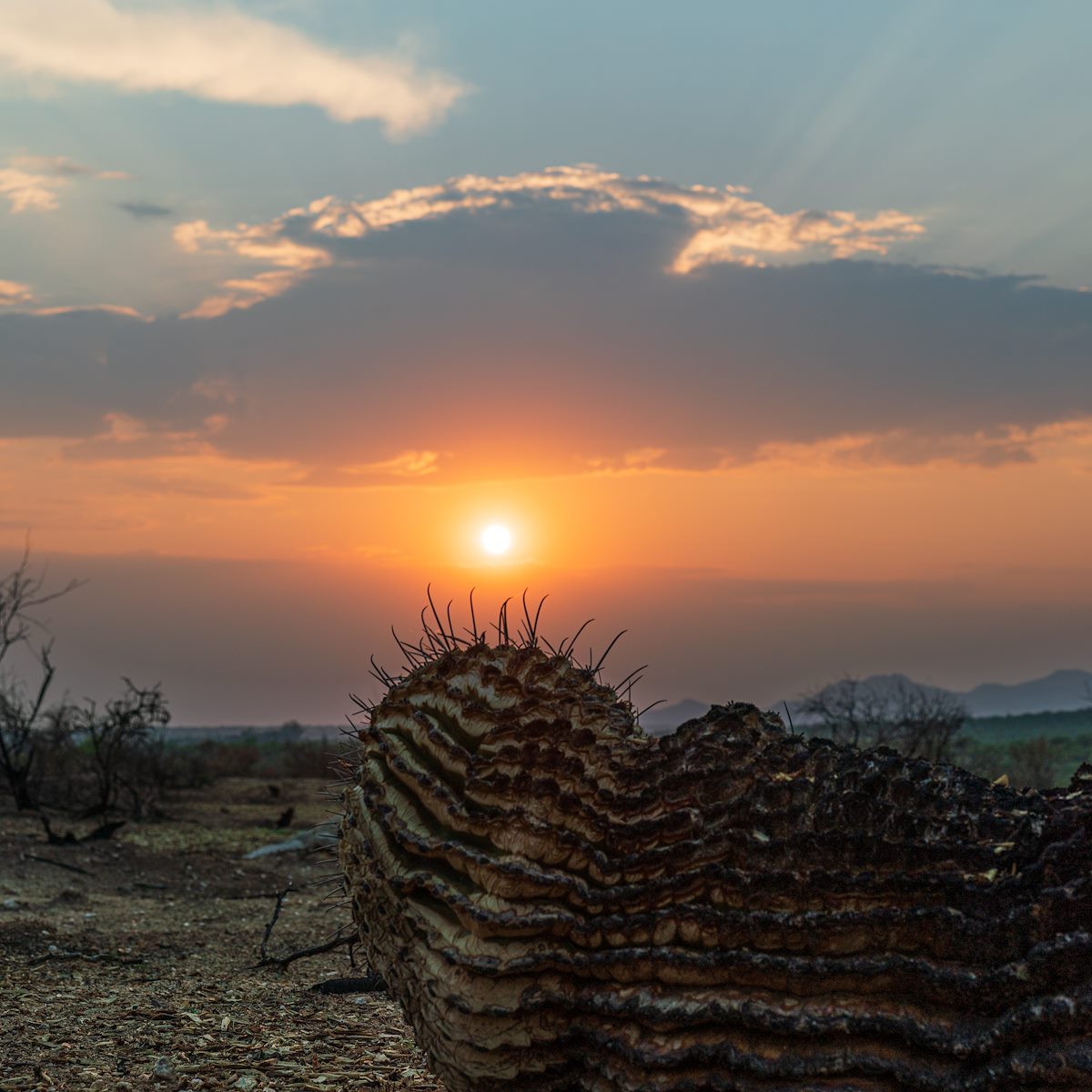 2020 August Burned Barrel and the Sun