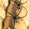 2020 August Burned Barrel Cactus Spnes