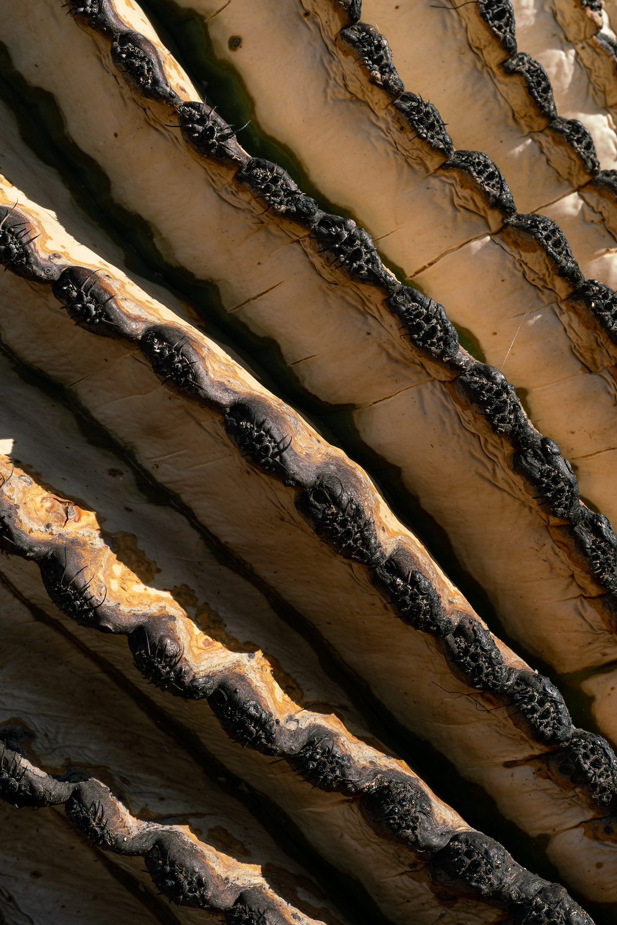 2020 August Burned Barrel Cactus