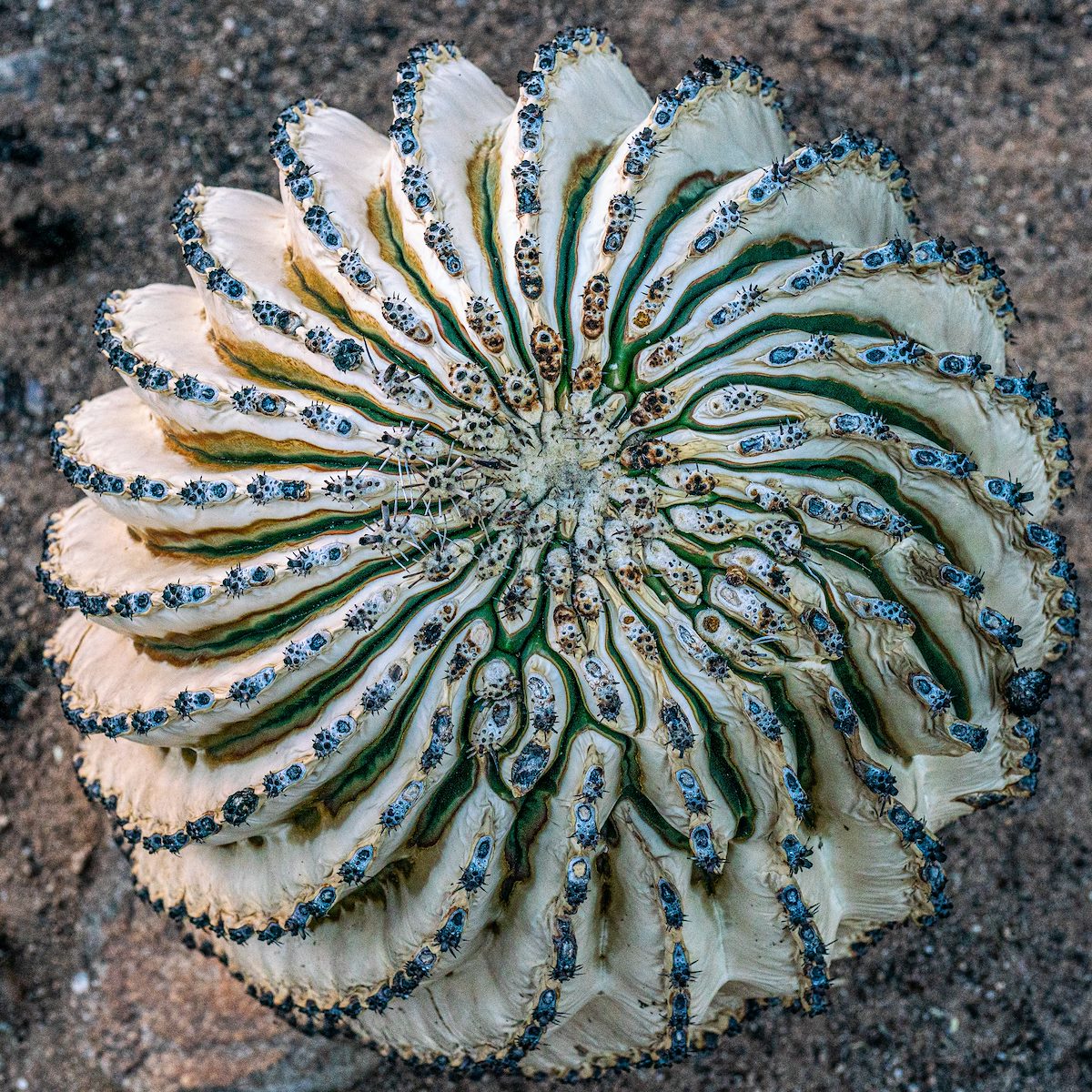 2020 August Burned Barrel