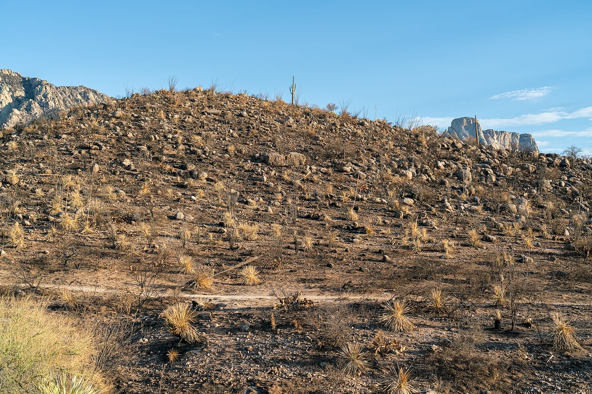 2020 August Burned Hillside above the Canyon Loop Trail