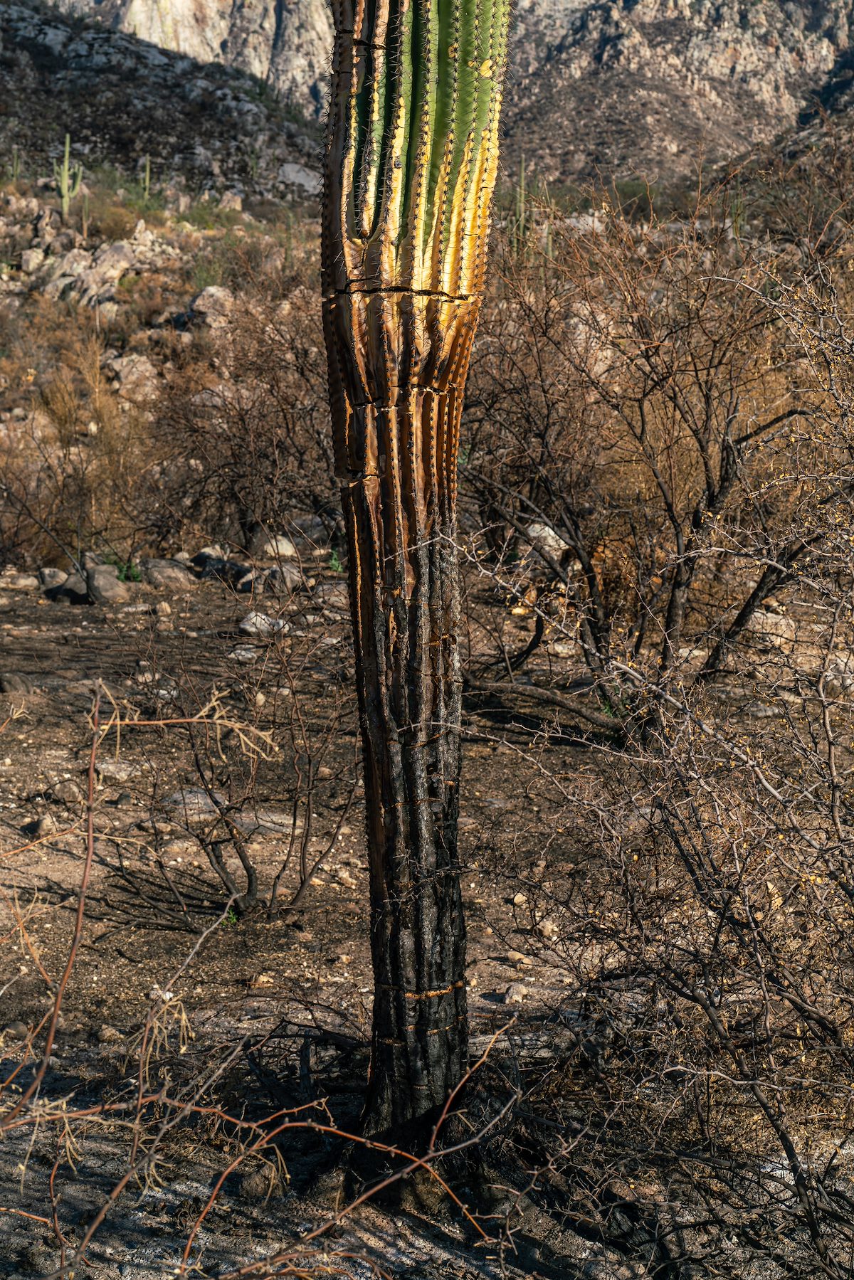 2020 August Burned Saguaro Base