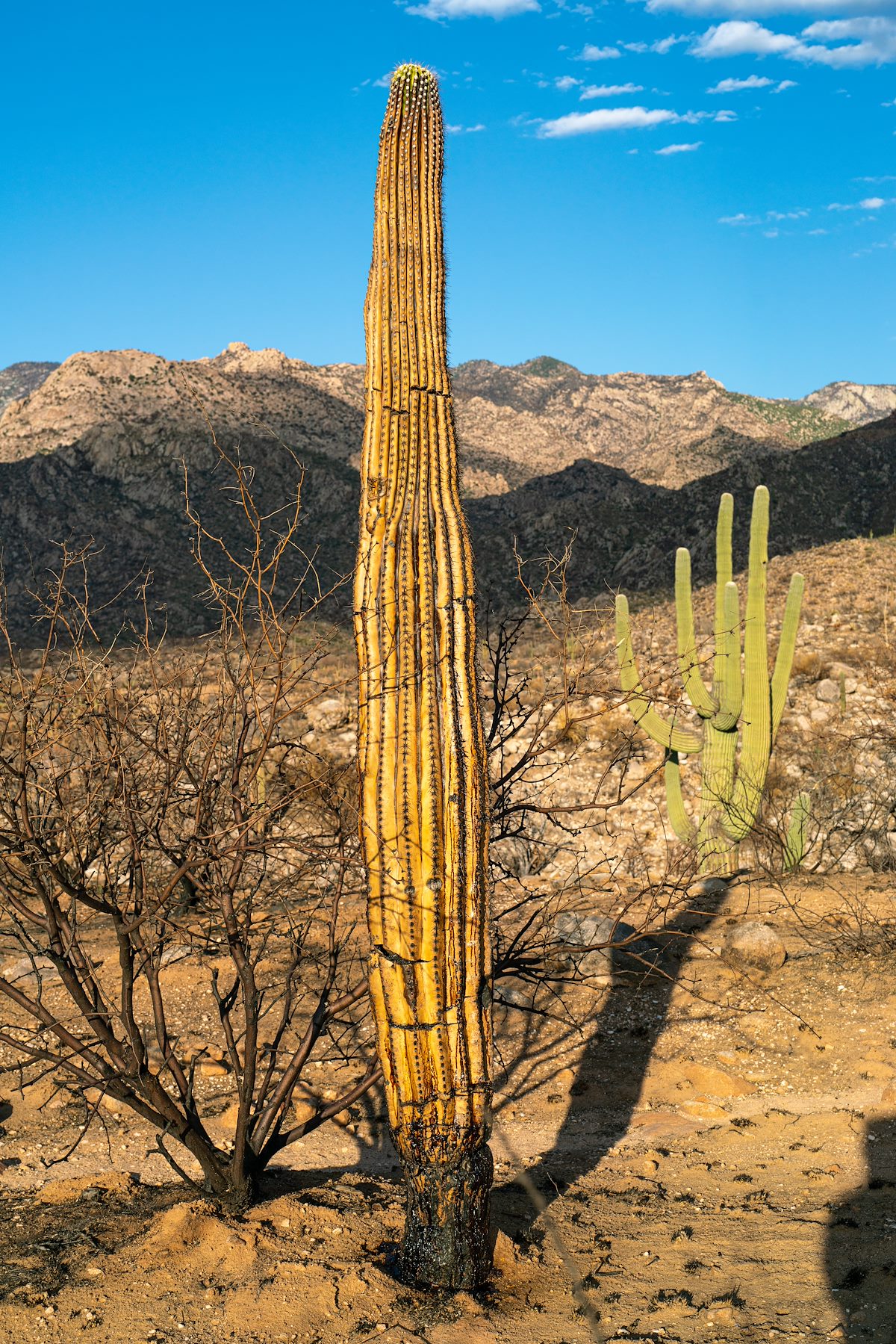 2020 August Burned Saguaro Green Saguaro