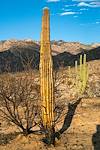 2020 August Burned Saguaro Green Saguaro