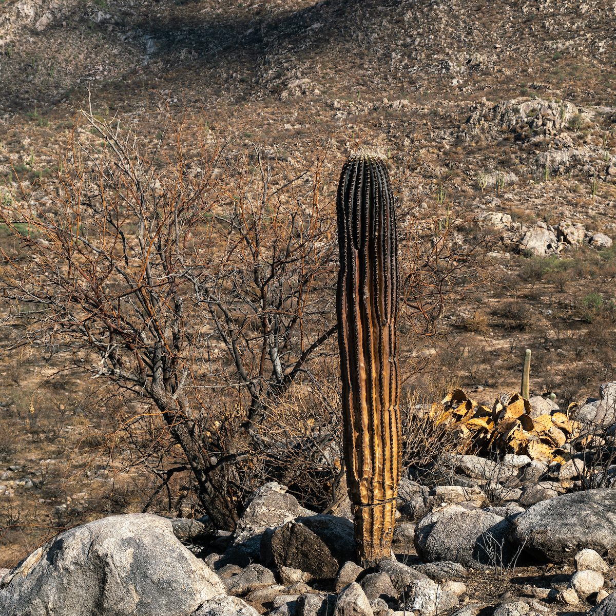 2020 August Burned Saguaro in Catalina State Park
