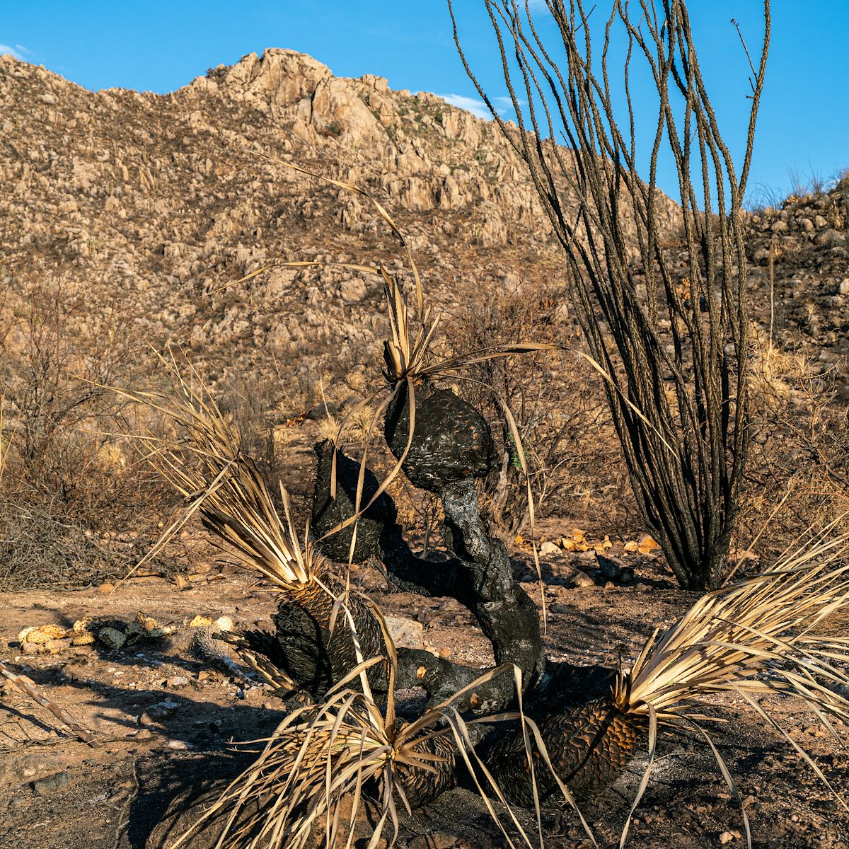 2020 August Burned Yucca on the Canyon Loop Trail