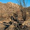 2020 August Burned Yucca on the Canyon Loop Trail