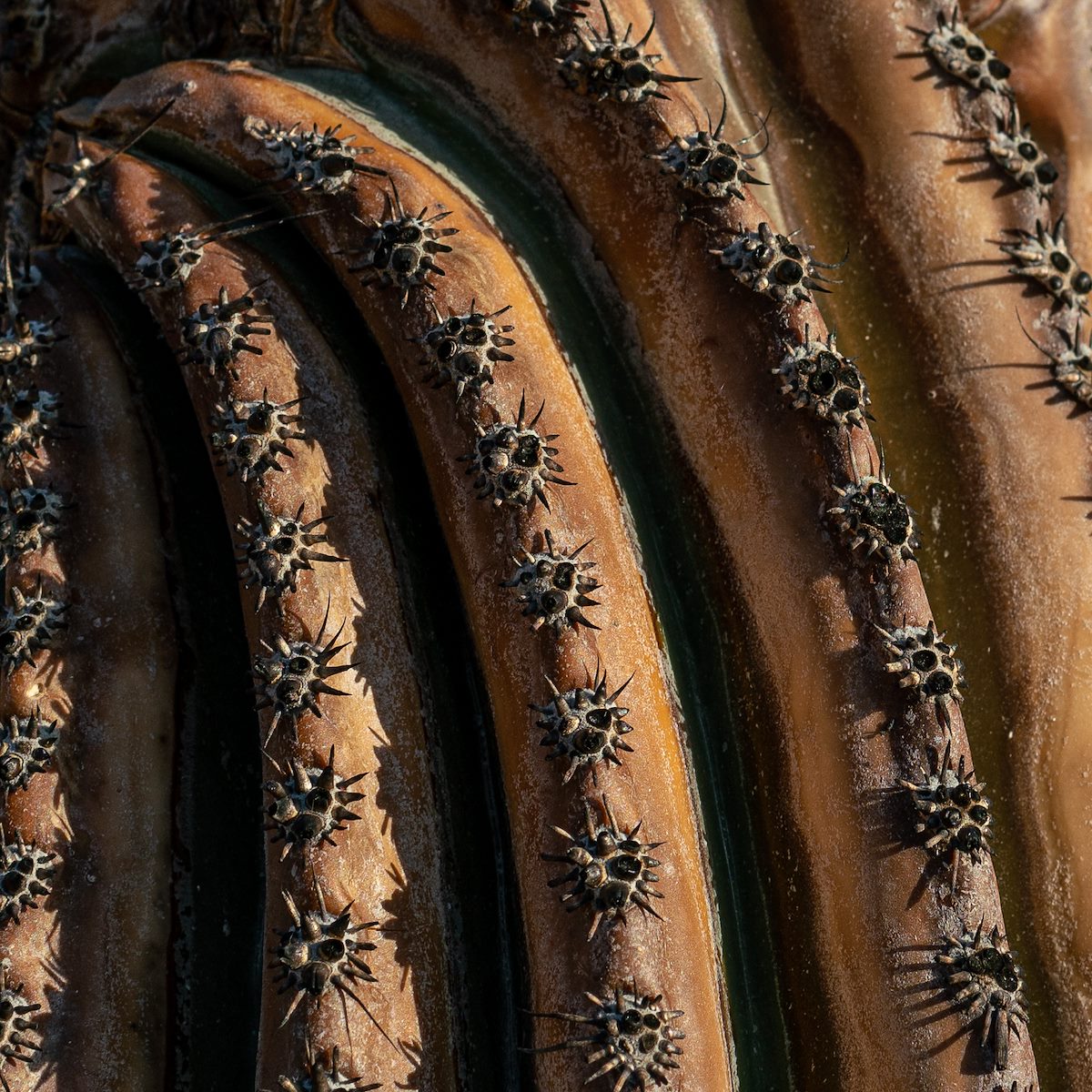 2020 August Burnt Spines