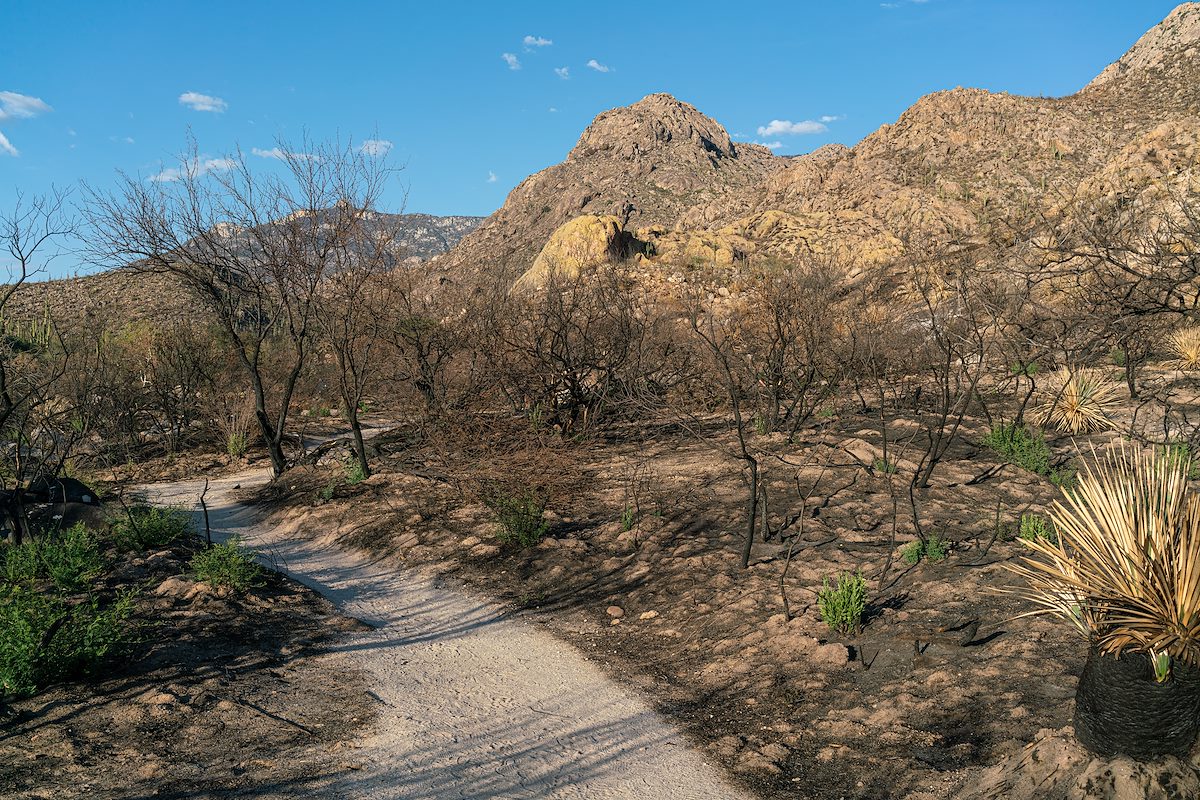 2020 August Canyon Loop Trail in Catalina State Park looking towards Golder Dome