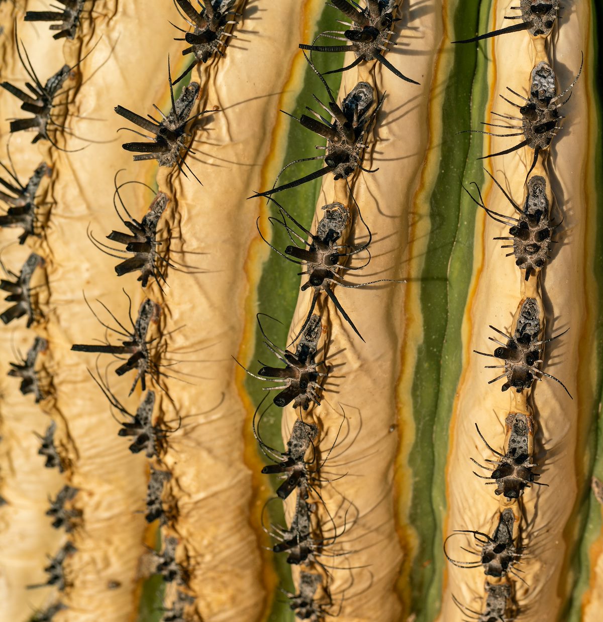 2020 August Fading Green