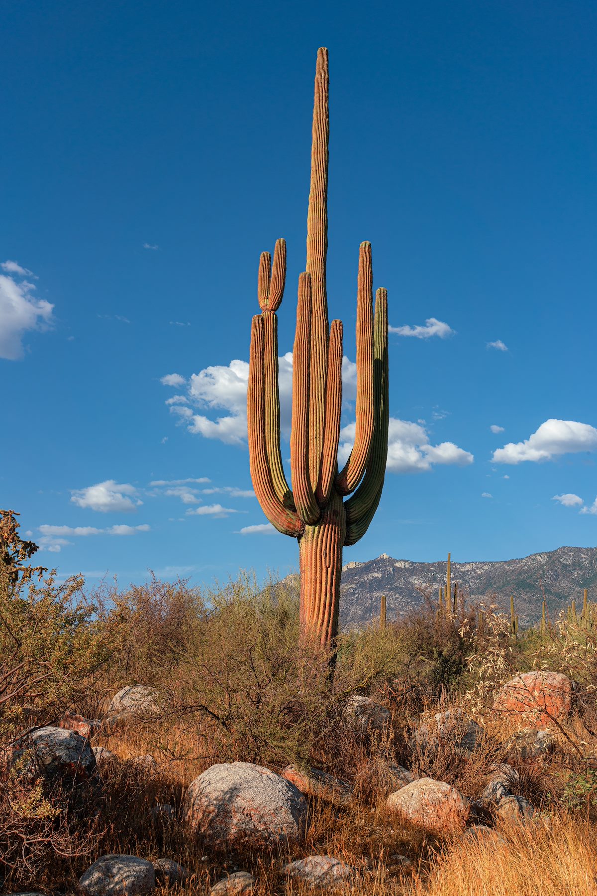 2020 August Fire Retardant along the Canyon Loop Trail