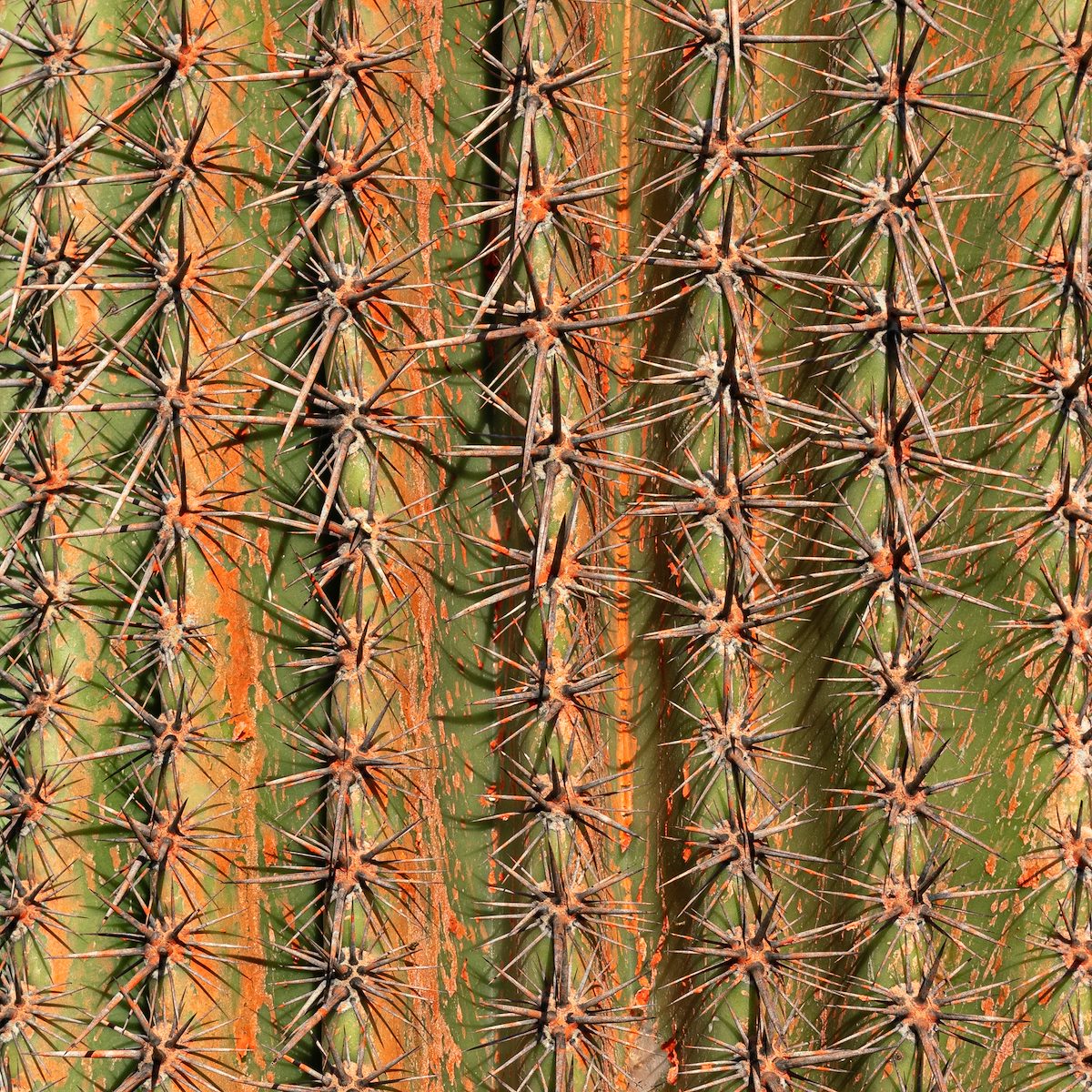 2020 August Fire Retardant from the Bighorn Fire