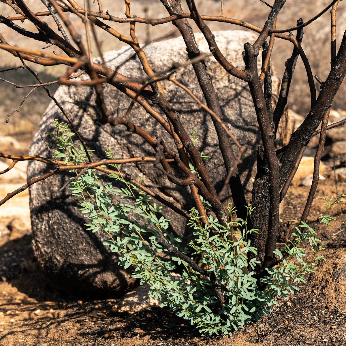 2020 August Green after the Fire