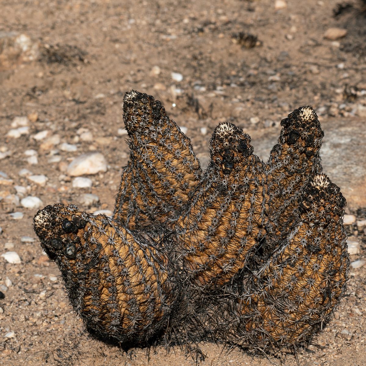 2020 August Hedgehog Cactus burned by the Bighorn Fire in Catalina State Park