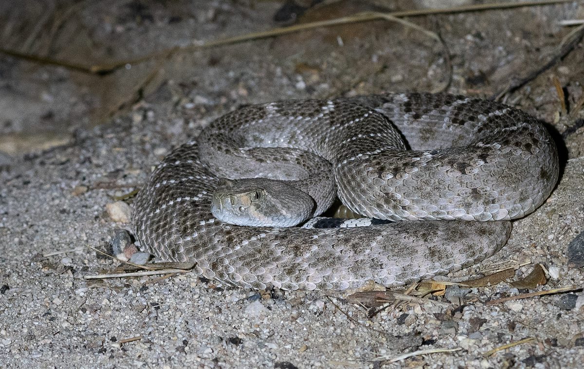 2020 August Hunter on the Trail in Catalina State Park