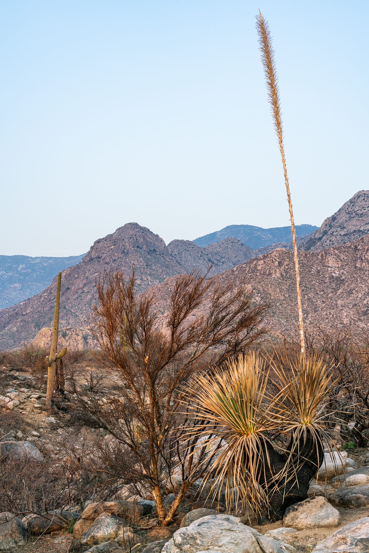2020 August Looking towards Golder Dome from the Canyon Loop Trail after the Bighorn Fire