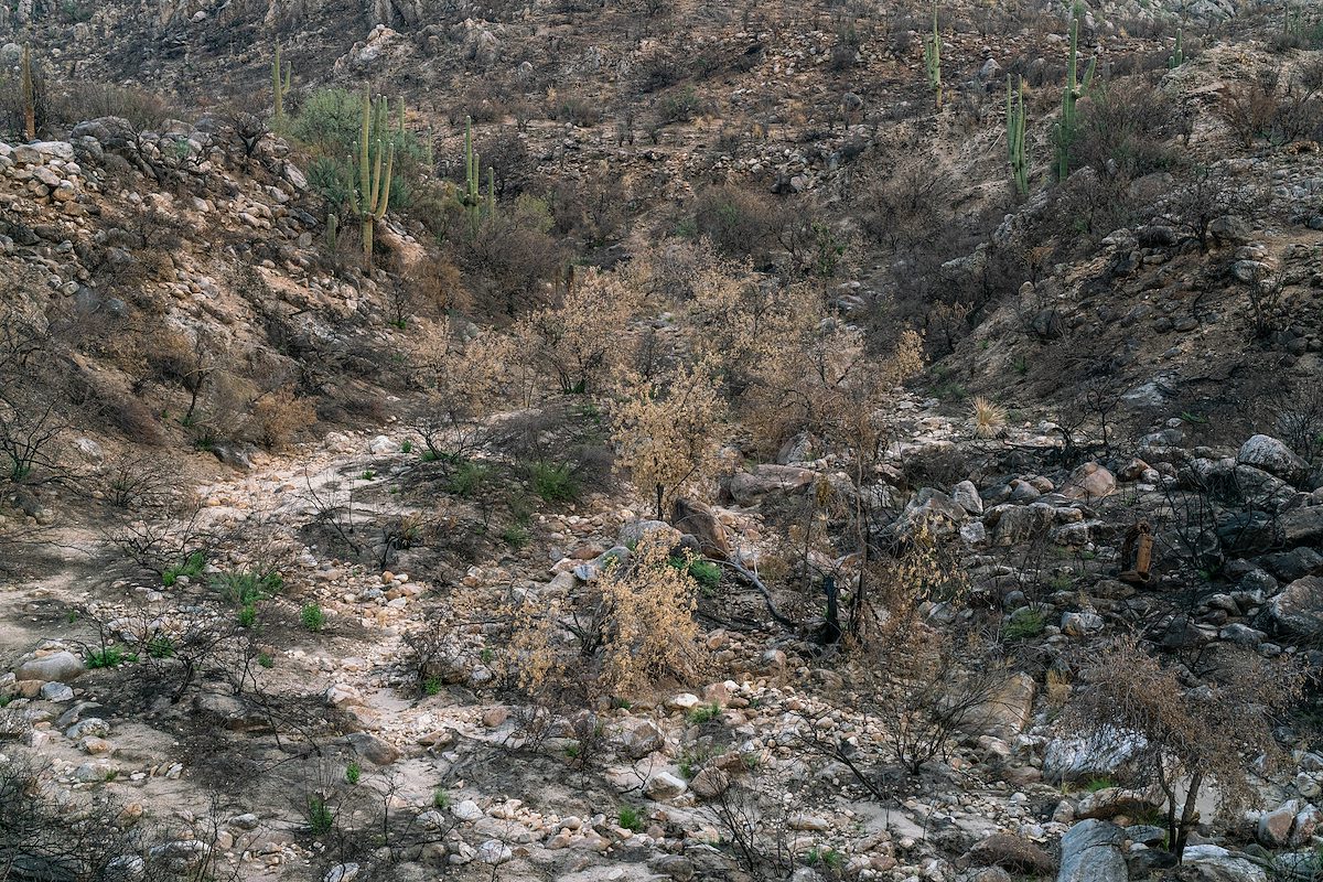 2020 August Looking Up Montrose Canyon from near the Romero Canyon Trail after the the Bighorn Fire