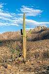 2020 August Partially Burned Saguro in Catalina State Park