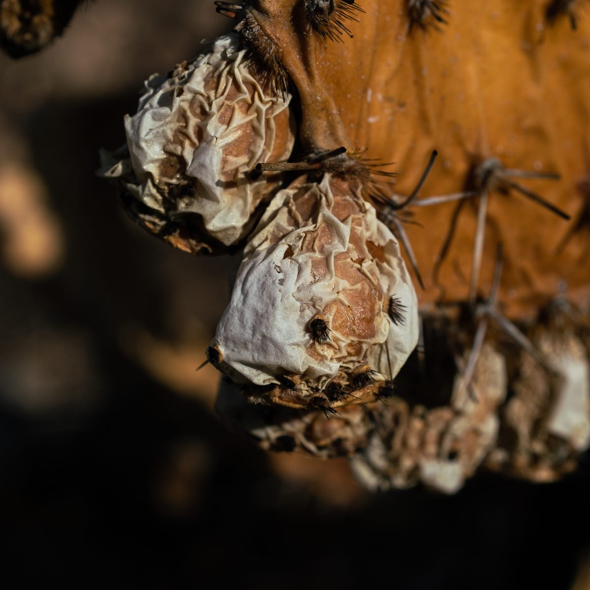 2020 August Prickly Pear Fruit Roasted in the Bighorn Fire