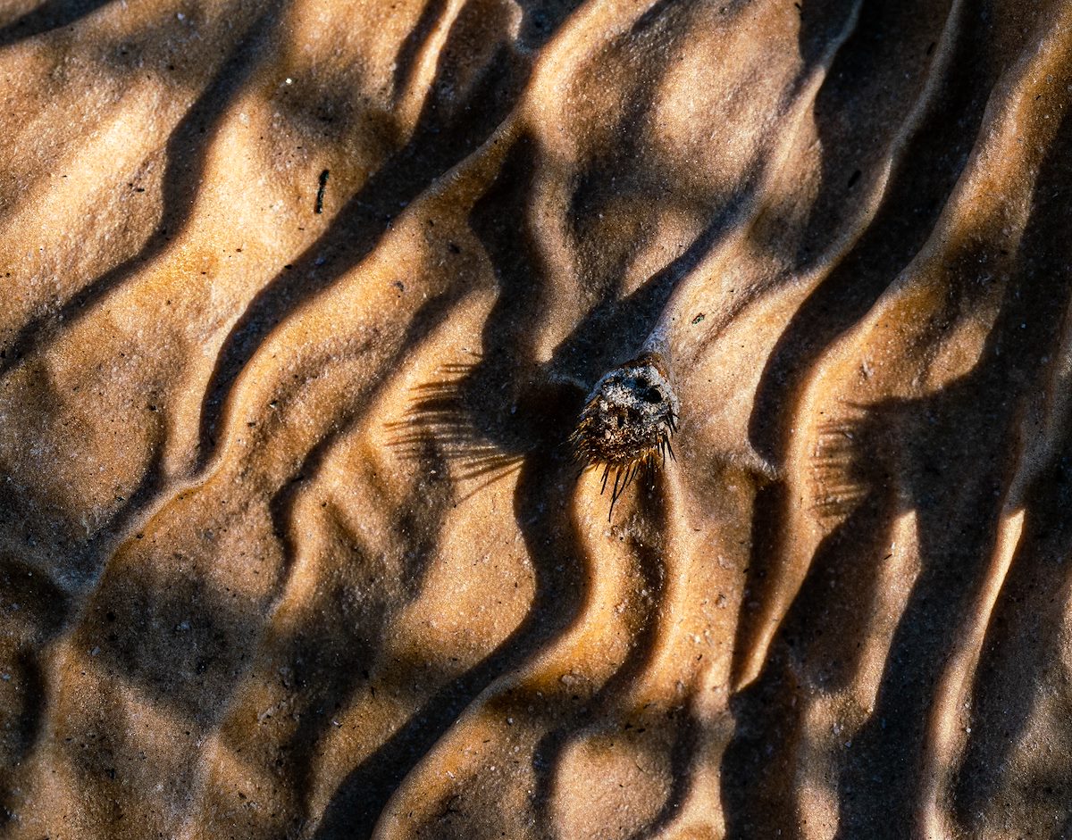 2020 August Prickly Pear in the Bighorn Fire burn in Catalina State Park