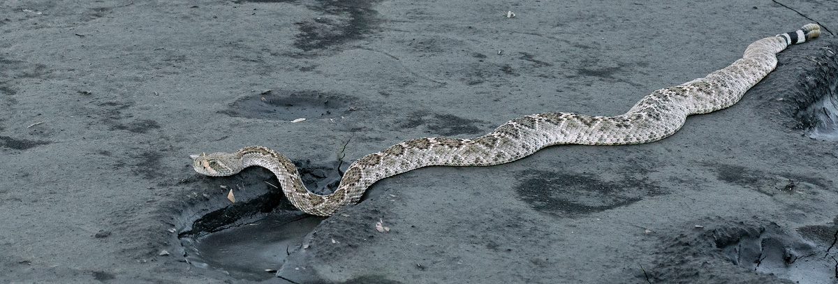 2020 August Rattlesnake in the Canada del Oro