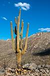 2020 August Saguaro in the area burned by the Bighorn Fire