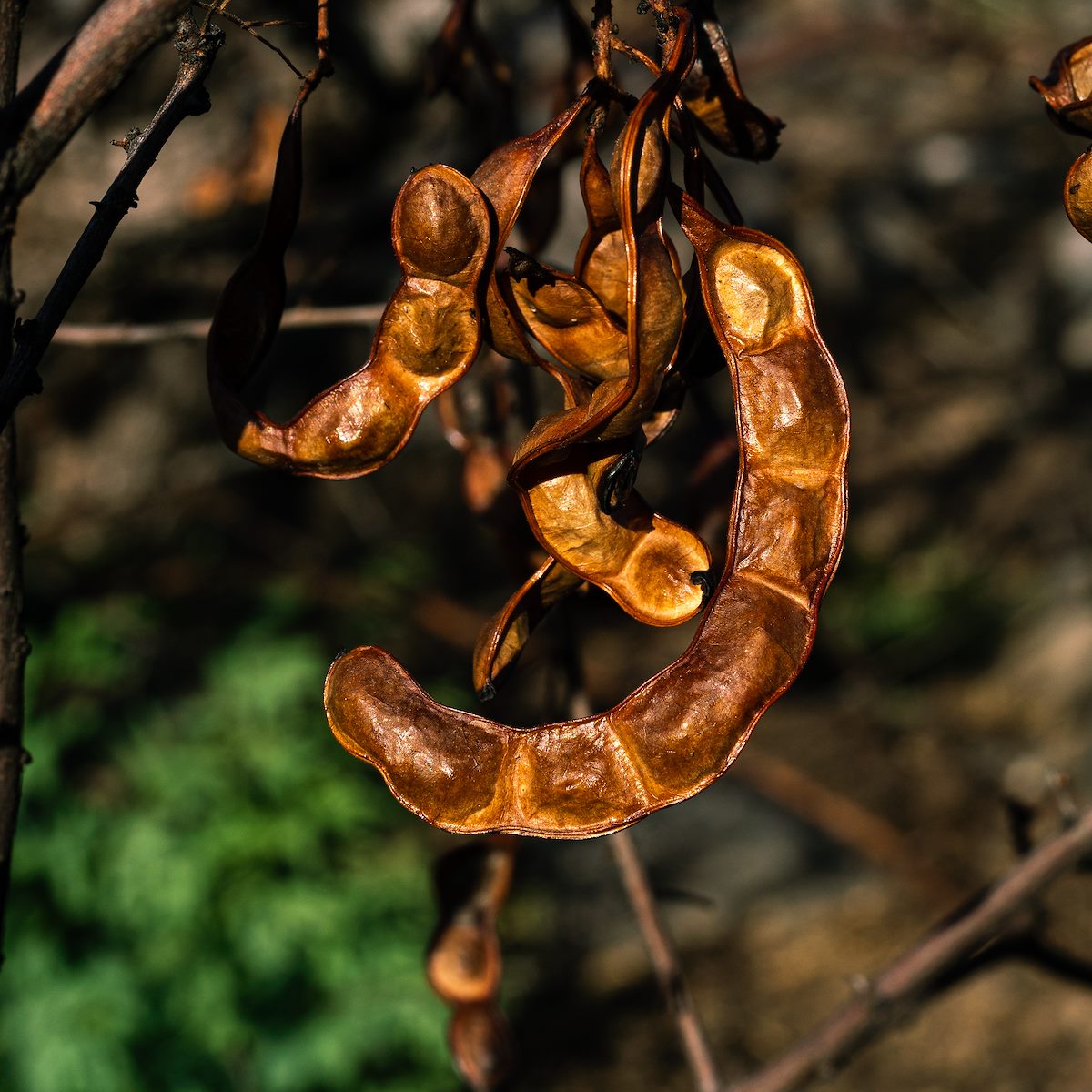 2020 August Seedpods Roasted in the Bighorn Fire