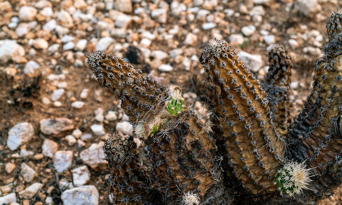 2020 August Small Green Buds on a burned Hedgehog