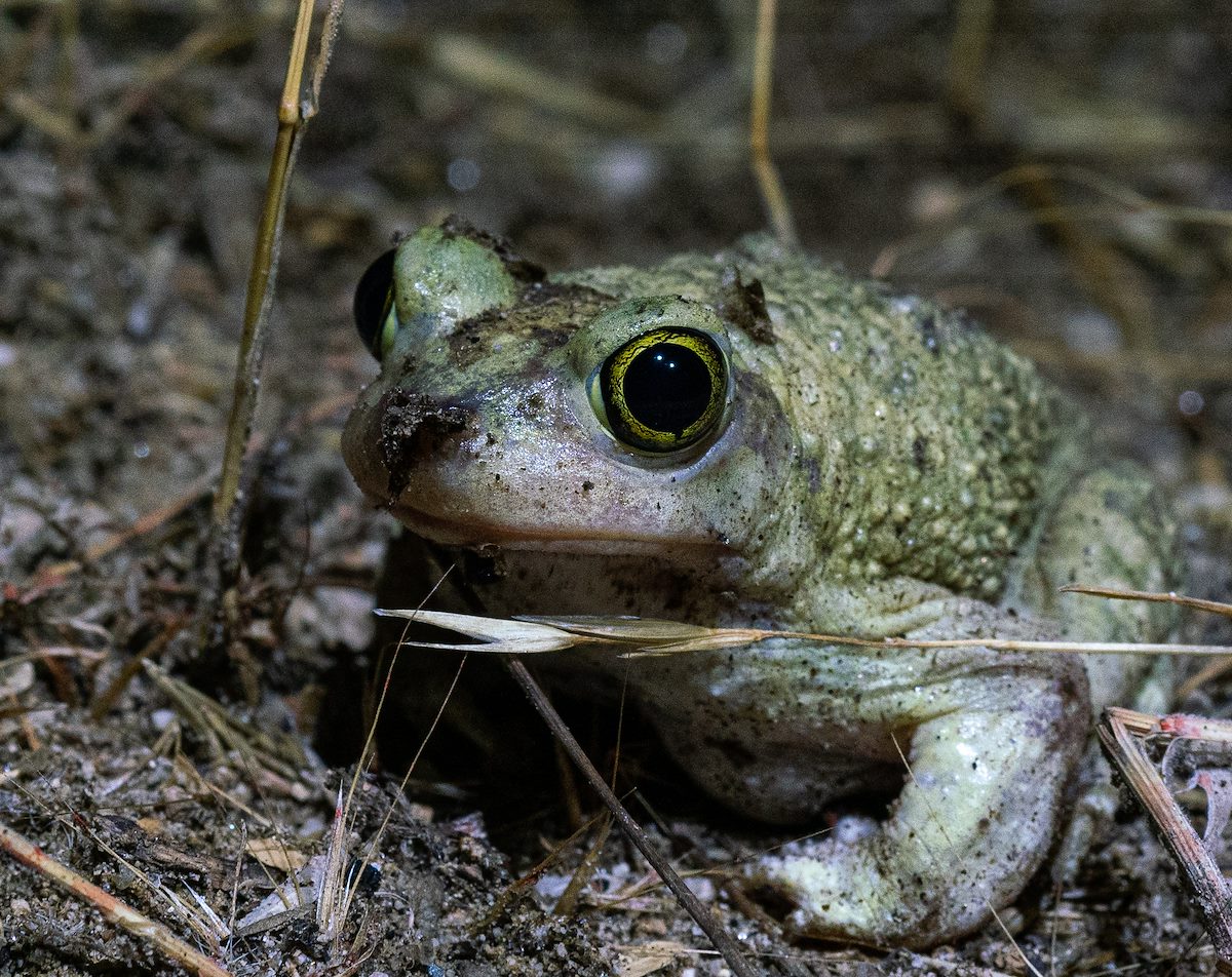 2020 August Spadefoot