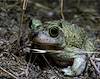 2020 August Spadefoot