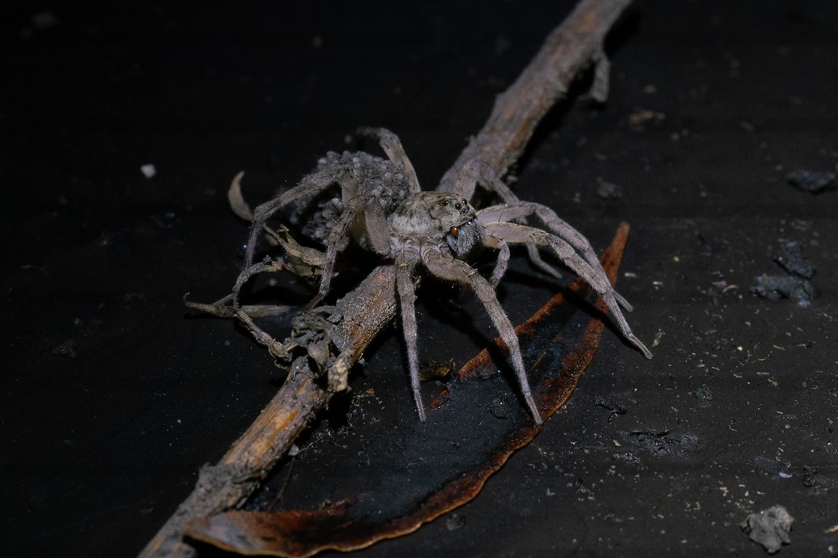 2020 August Spider and Babies in Sutherland Wash