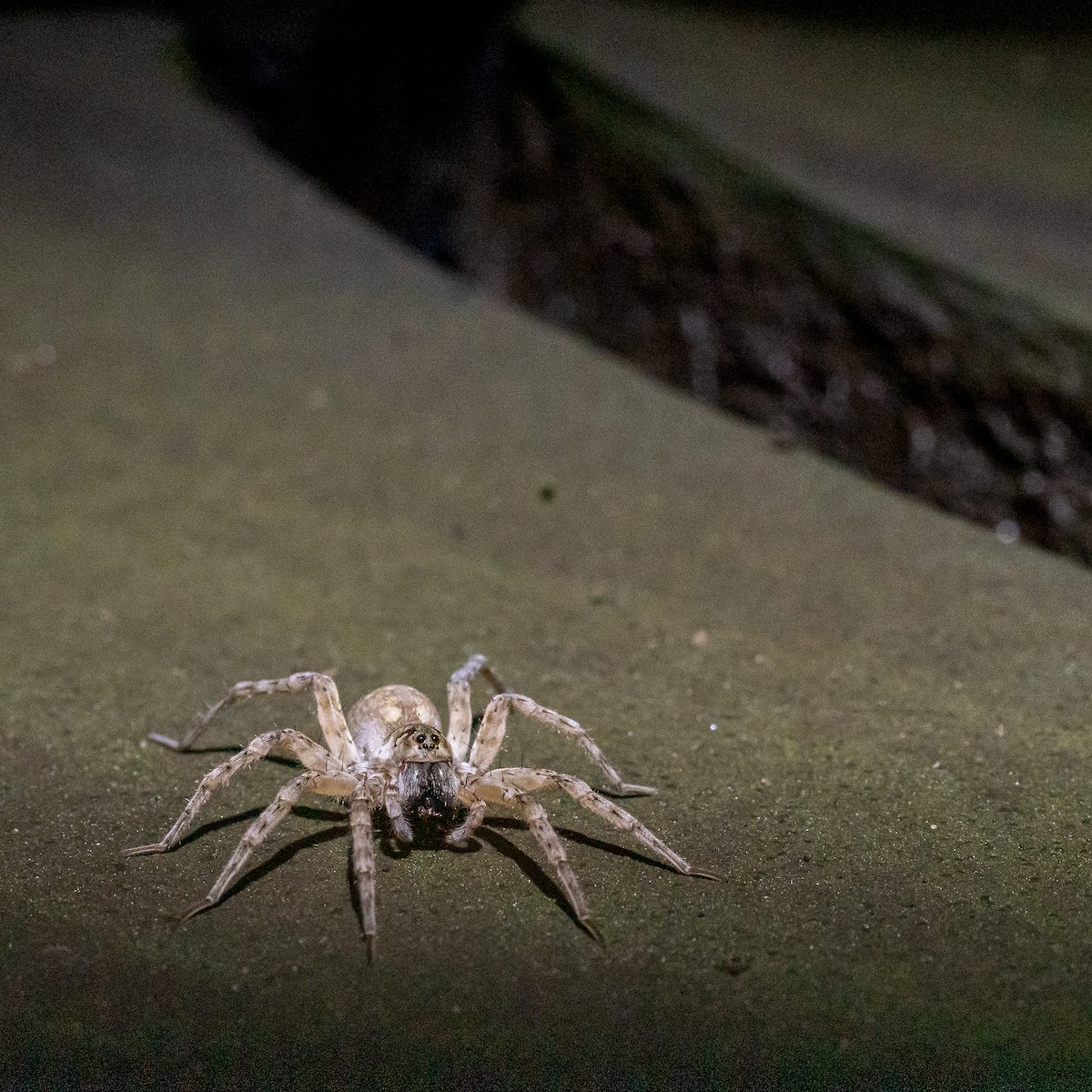 2020 August Spider on the Dark Mud in Sutherland Wash