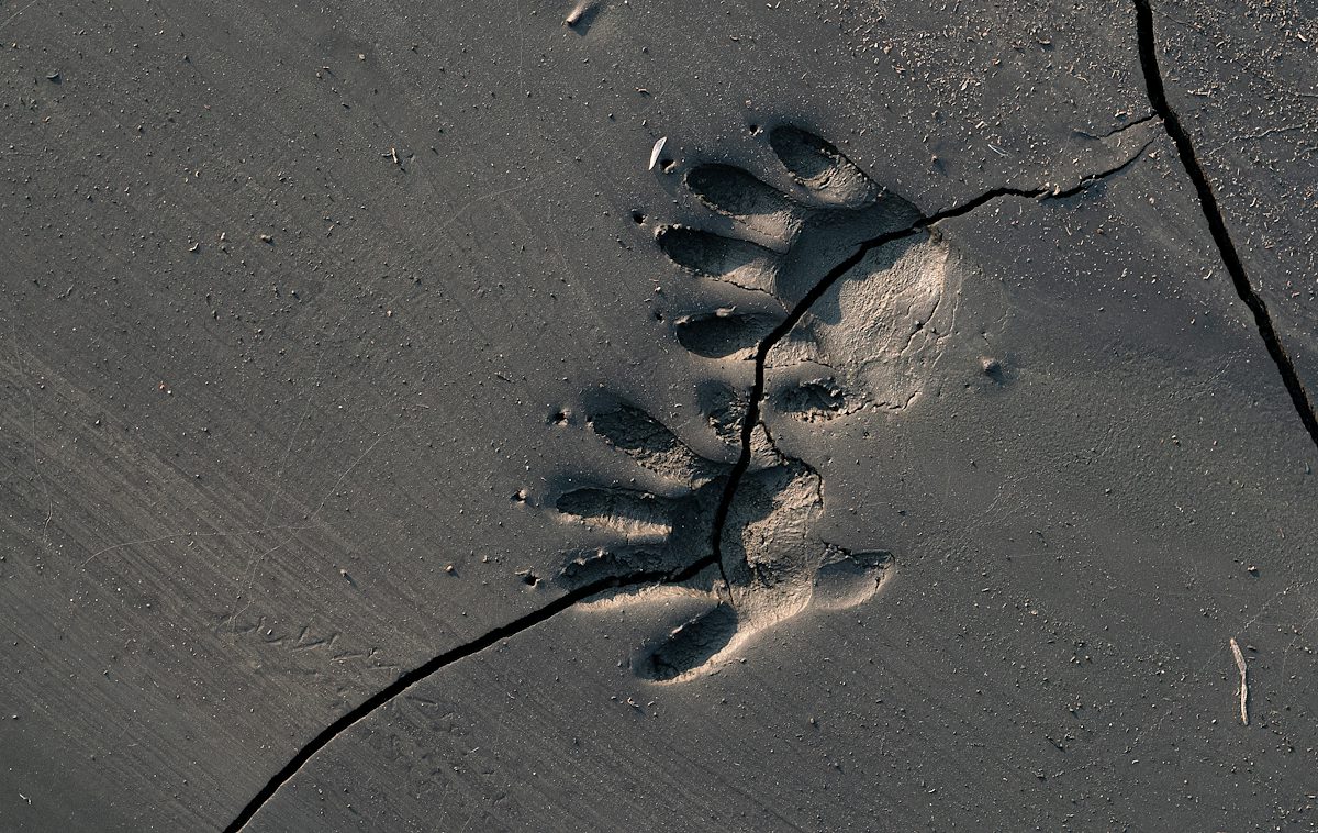 2020 August Tracks in Sutherland Wash