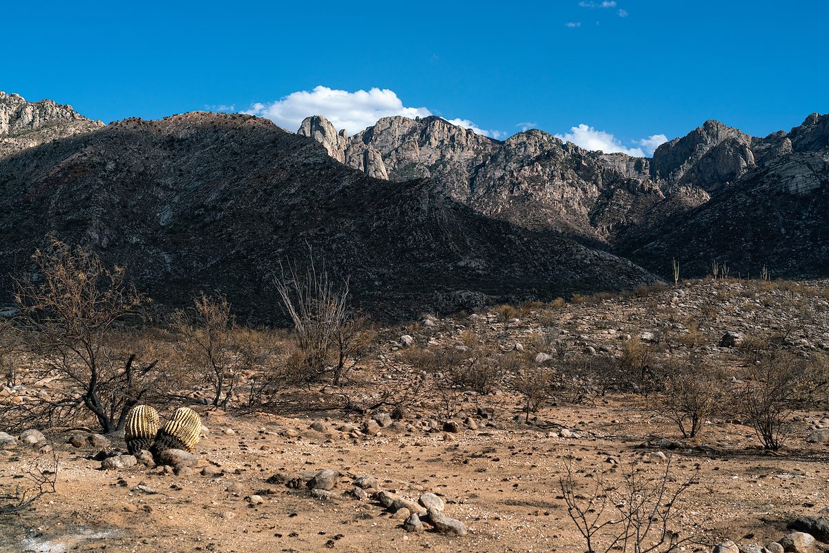2020 August View from the Alamo Canyon Loop Trail of the Bighorn Fire impact below Buster Mountain