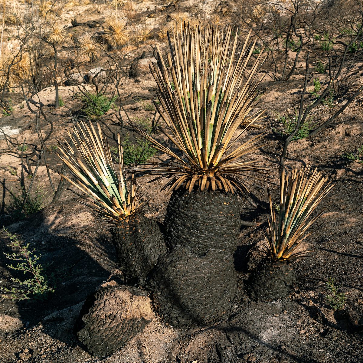 2020 August Yucca burned in the Bighorn Fire