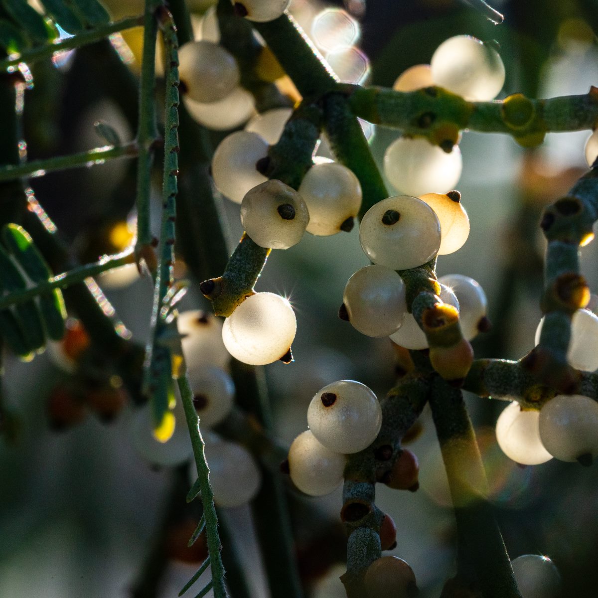 2020 February Ripe Mistletoe Berries in Sabino Canyon
