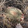2020 January Grahams Nipple Cactus along the Bellota Trail