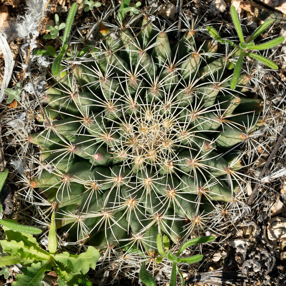 2020 January Grahams Nipple Cactus on the Agua Caliente Canyon Trail