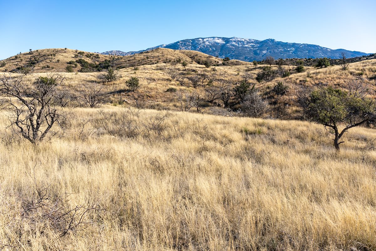 2020 January Grassy Hillsides with Mica Mountain in the background