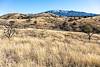 2020 January Grassy Hillsides with Mica Mountain in the background